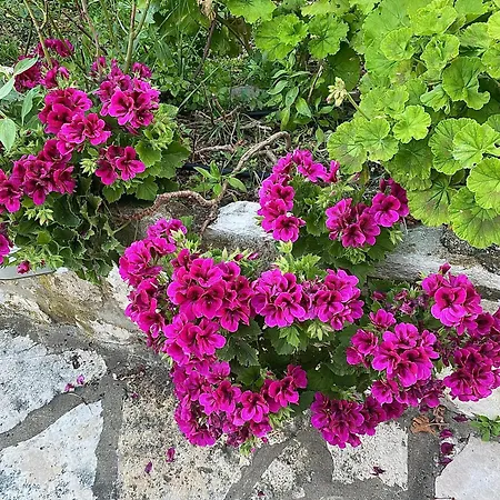 Πανσιόν Radulj 3*