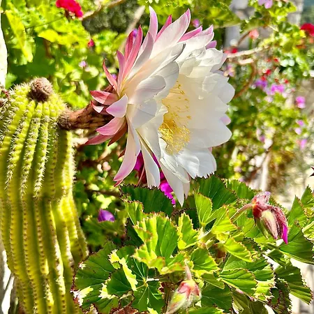 Πανσιόν Radulj 3*