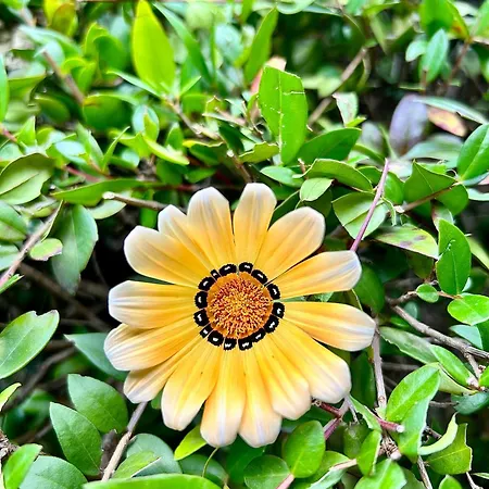 Πανσιόν Radulj 3*