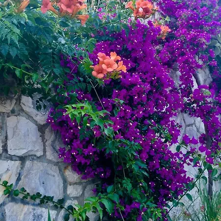 Πανσιόν Radulj